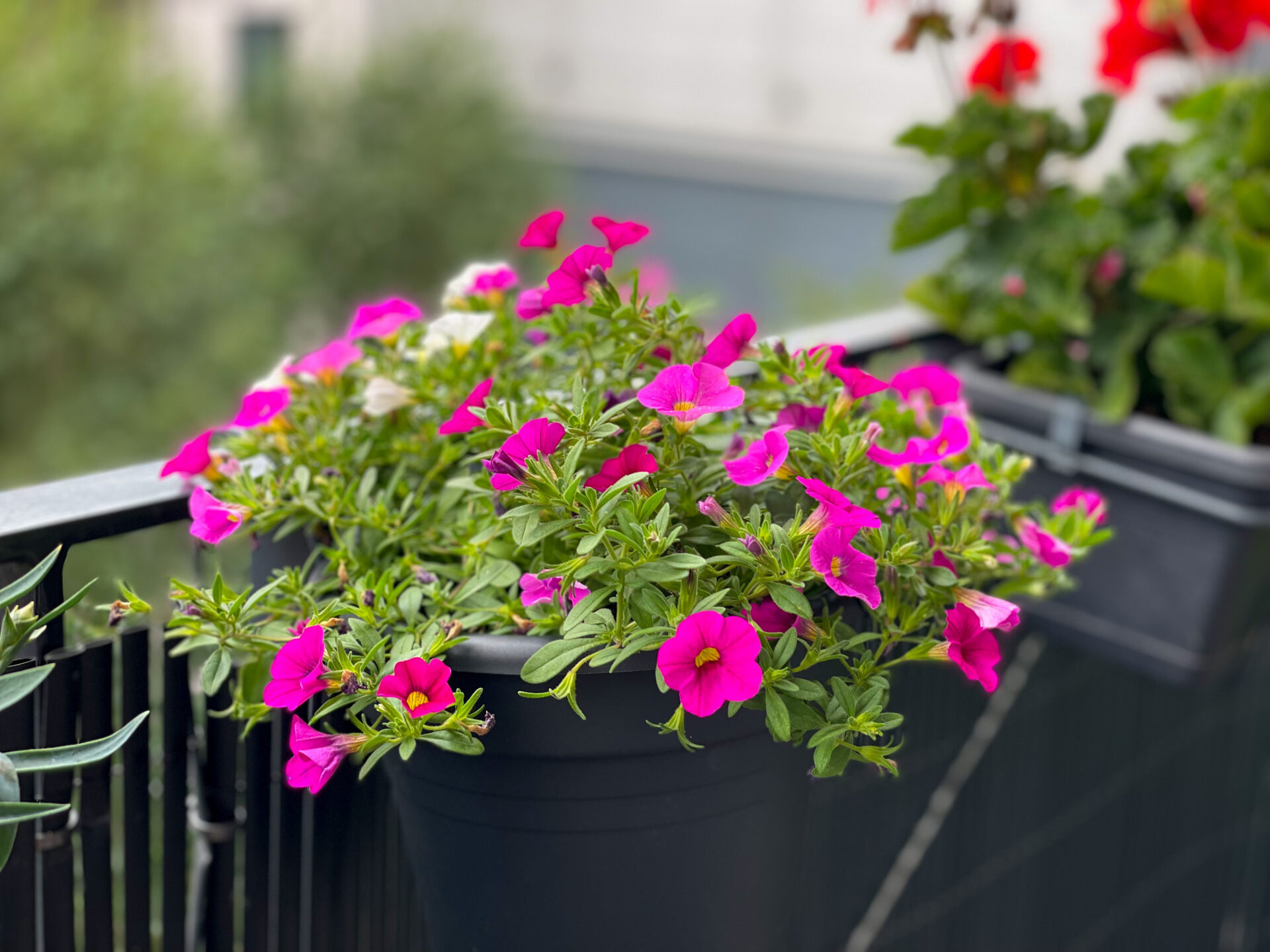 Blumenkasten mit mehreren pinken Blüten und grünen Blättern auf einem Balkon