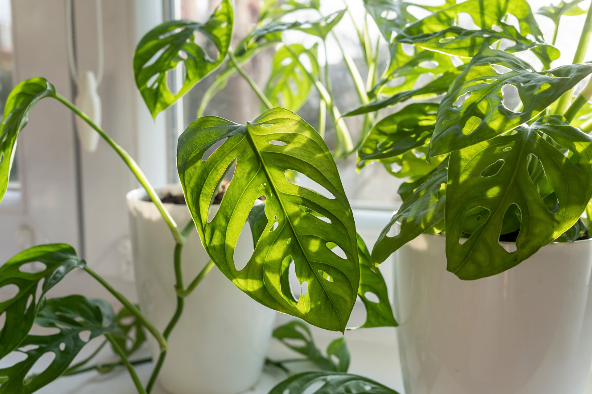 Nahaufnahme von grünen Monstera-Pflanzen mit charakteristischen Löchern in weißen Blumentöpfen vor einem Fenster