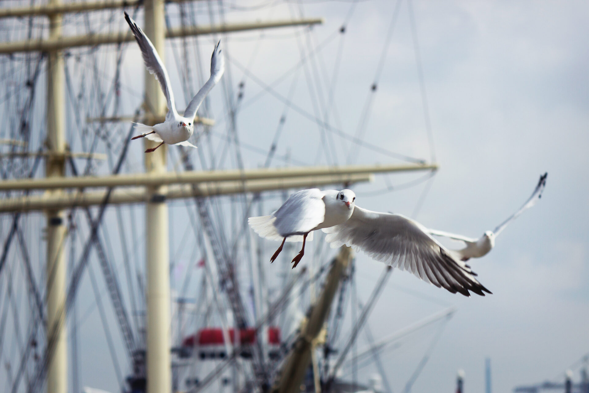 Drei fliegende Möwen vor dem Hintergrund eines Segelschiffs mit Masten und Takelage